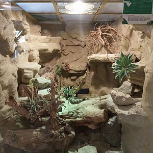 Reptile house - Gila Monster (Heloderma suspectum)