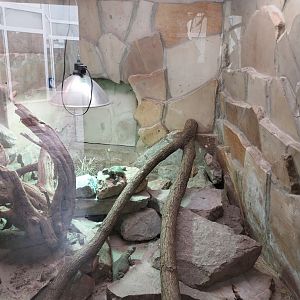 Reptile house - North African Mastigure (Uromastyx acanthinura) exhibit