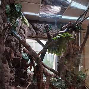 Reptile house - Cuban Tree Boa (Epicrates angulifer)