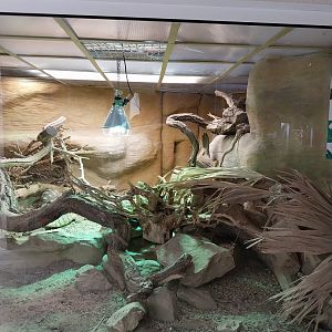 Reptile house - Sudan Plated Lizard and Leopard Tortoise exhibit