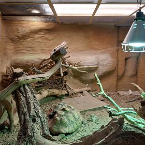 Reptile house - Leopard Tortoise (Stigmochelys pardalis)