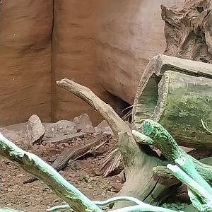 Reptile house - Sudan Plated Lizard (Broadleysaurus major)