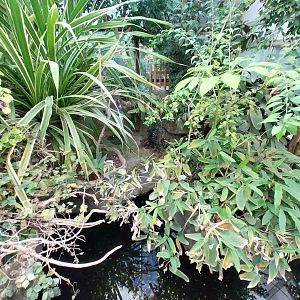 Reptile house - Dwarf Crocodile (Osteolaemus tetraspis tetraspis) exhibit