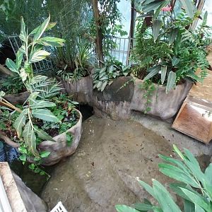 Reptile house - Siamese Crocodile (Crocodylus siamensis) exhibit