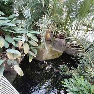 Reptile house - Cuban Crocodile (Crocodylus rhombifer) exhibit