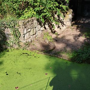 Reptile house - Cuban Crocodile (Crocodylus rhombifer)