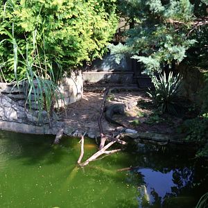Reptile house - Dwarf Crocodile (Osteolaemus tetraspis tetraspis)
