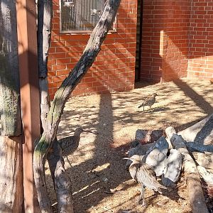 Birdhouse - Eurasian Curlew (Numenius arquata) and European Thick-knee (Burhinus oedicnemus oedicnemus)