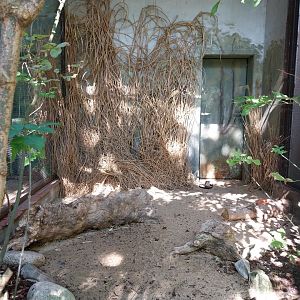 Birdhouse - Collared Pratincole (Glareola pratincola) aviary