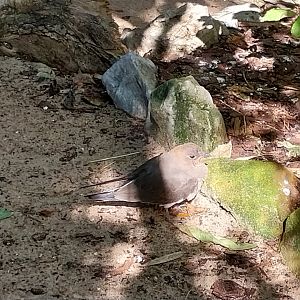 Birdhouse - Collared Pratincole (Glareola pratincola)