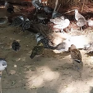 Birdhouse - Wading bird aviary - Eurasian Golden Plover (Pluvialis apricaria) and Ruff (Calidris pugnax)