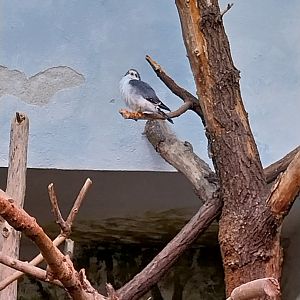 Birdhouse - African Pygmy-falcon (Polihierax semitorquatus)