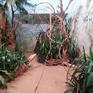 Birdhouse - African Pygmy-falcon (Polihierax semitorquatus)