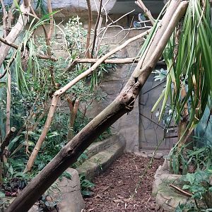 Birdhouse - Pink-headed fruit-dove (Ptilinopus porphyreus) aviary