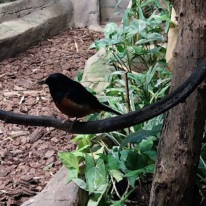 Birdhouse - White-rumped Shama (Copsychus malabaricus)