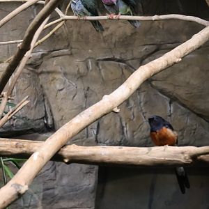 Birdhouse - Pink-headed fruit-dove (Ptilinopus porphyreus) and White-rumped Shama (Copsychys malabaricus)