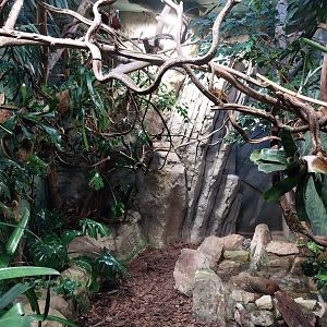 Birdhouse - Woompoo fruit-dove (Ptilinopus magnificus ) aviary