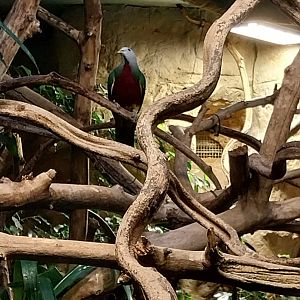 Birdhouse - Woompoo fruit-dove (Ptilinopus magnificus )