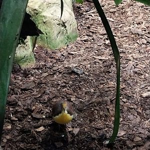 Birdhouse - Cinnamon Ground-dove (Gallicolumba rufigula)