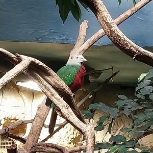 Birdhouse - Woompoo fruit-dove (Ptilinopus magnificus )