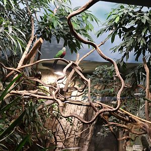 Birdhouse - Woompoo fruit-dove (Ptilinopus magnificus ) aviary