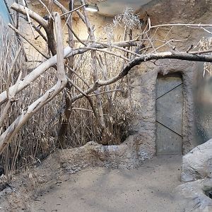 Birdhouse - Guira Cuckoo (Guira guira) and Elegant Crested Tinamou (Eudromia elegans) aviary