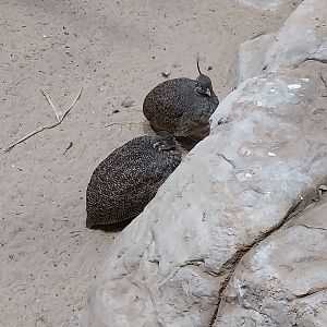 Birdhouse - Elegant Crested Tinamou (Eudromia elegans)