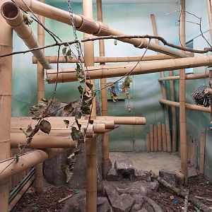 Birdhouse - Kea (Nestor notabilis) aviary