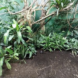 Birdhouse - Black-and-rufous Sengi (Rhynchocyon petersi) enclosure