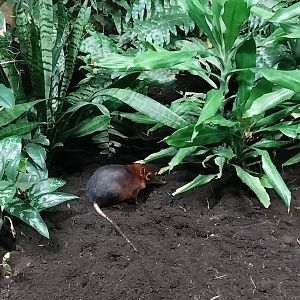 Birdhouse - Black-and-rufous Sengi (Rhynchocyon petersi) enclosure