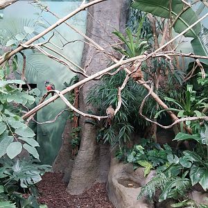 Birdhouse - Collared Trogon (Trogon collaris)