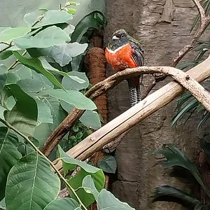 Birdhouse - Collared Trogon (Trogon collaris)
