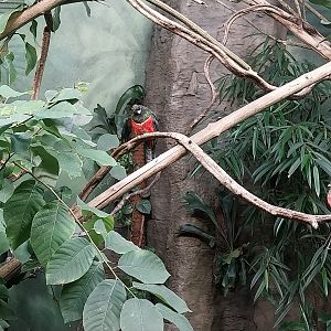 Birdhouse - Collared Trogon (Trogon collaris)