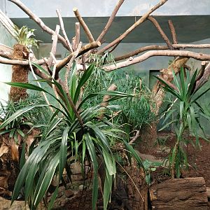 Birdhouse - Grey-winged trumpeter (Psophia crepitans) aviary