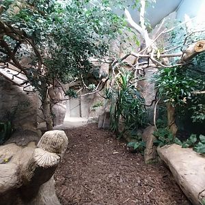 Birdhouse - Congo Peafowl (Afropavo congensis) aviary