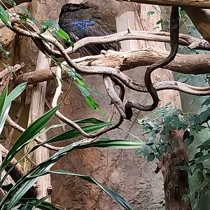 Birdhouse - Congo Peafowl (Afropavo congensis)