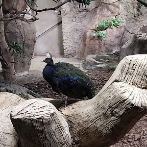 Birdhouse - Congo Peafowl (Afropavo congensis)