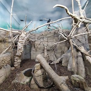 Birdhouse - Visayan Tarictic Hornbill (Penelopides panini panini) and Tataupa Tinamou (Crypturellus tataupa) aviary