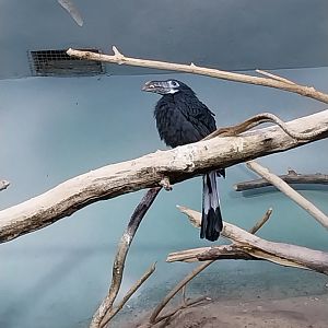 Birdhouse - Visayan Tarictic Hornbill (Penelopides panini panini)