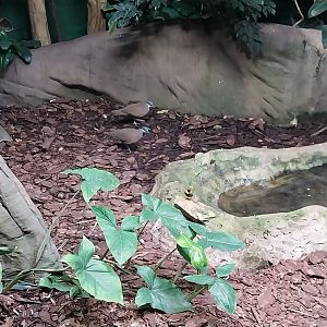 Birdhouse - Spangled Cotinga aviary - Blue-headed Quail Dove (Starnoenas cyanocephala)