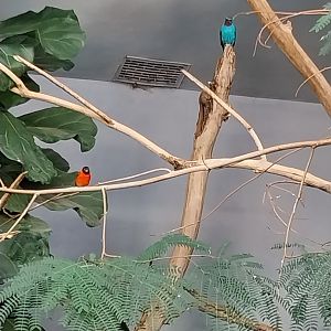 Birdhouse- Spangled Cotinga aviary