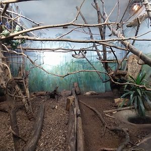 Birdhouse - Crimson-rumped Toucanet (Aulacorhynchus haematopygus) aviary