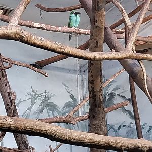 Birdhouse - Crimson-rumped Toucanet (Aulacorhynchus haematopygus)