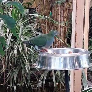 Birdhouse - Tropical Rainforest walk-through - Grey-capped Emerald Dove (Chalcophaps indica)