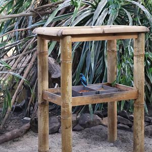 Birdhouse - Tropical Rainforest walk-through - Spangled Cotinga (Cotinga cayana)