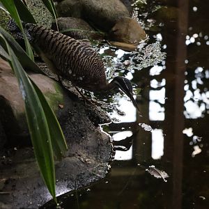 Birdhouse - Tropical Rainforest walk-through - Sunbittern (Eurypyga helias)