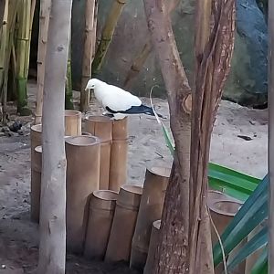 Birdhouse - Tropical Rainforest walk-through - Pied Imperial Pigeon (Ducula bicolor)