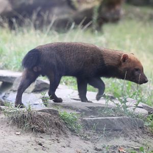 Bush Dog