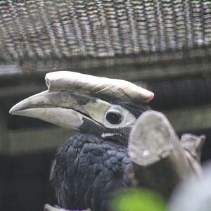 Palawan Hornbill