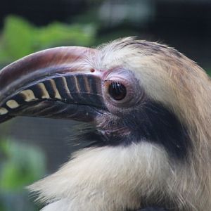 Luzon Hornbill